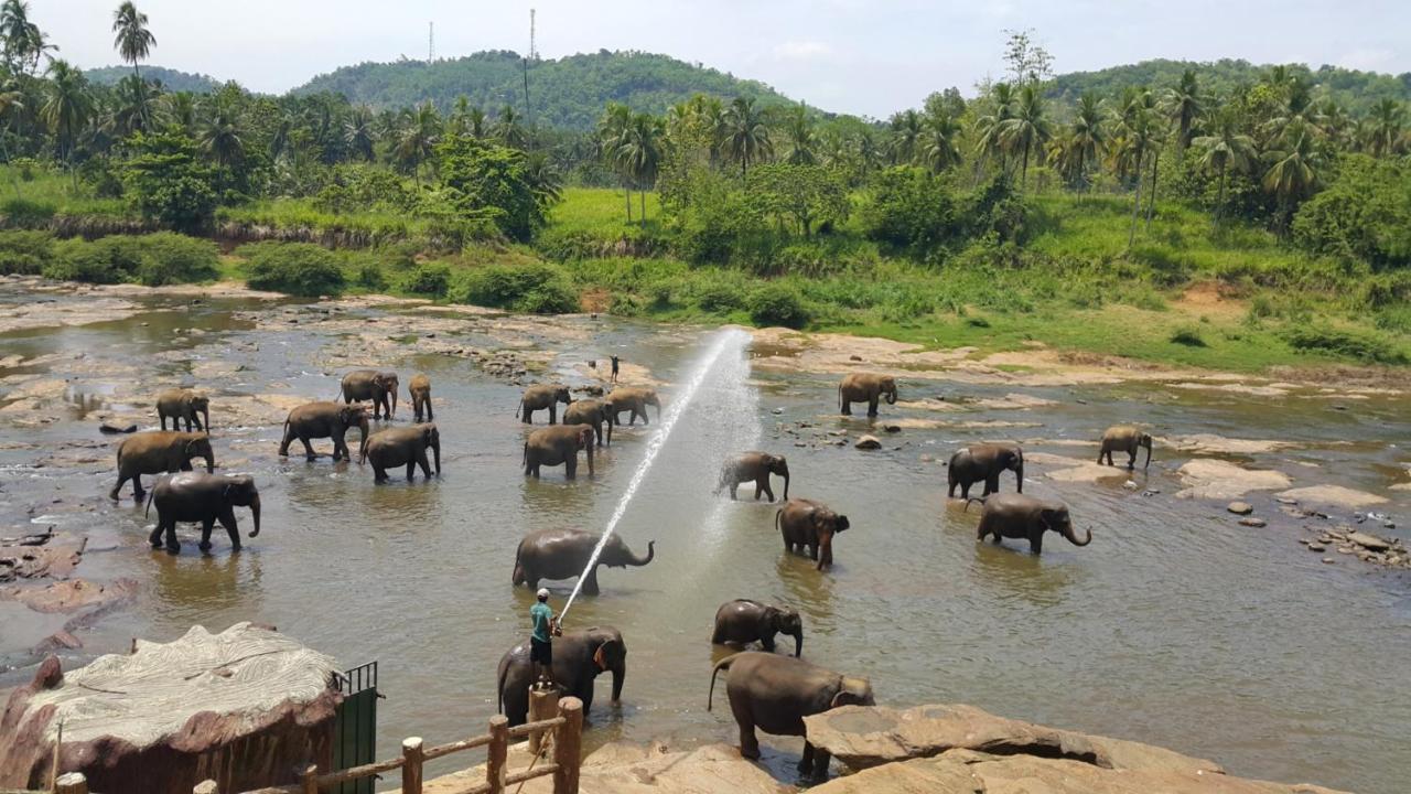 Hotel Elephant Park - New Deal! Half Off Airport Pickups Available Pinnawala  Exteriör bild